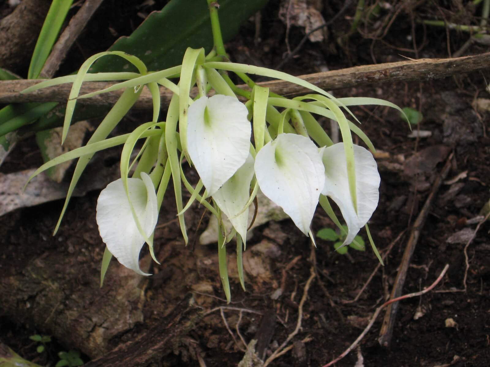 Brassavola nodosa 
